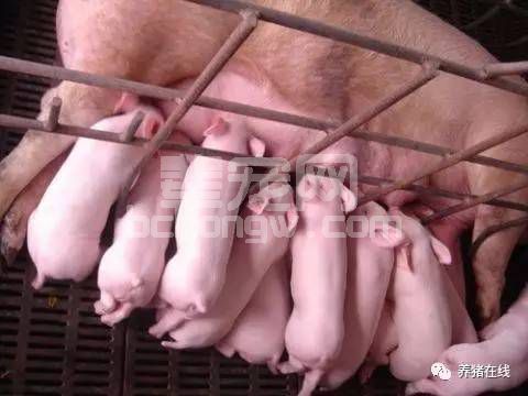 母猪产仔率提高了，仔猪成活率却降低了，怎么办？