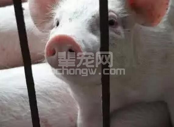 切记！养猪新手易犯的大忌