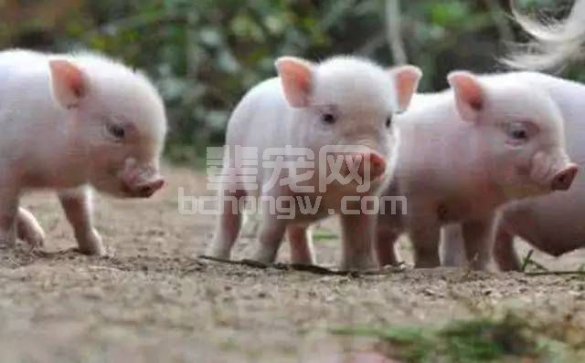 输在起跑线上养猪还怎么赚钱？