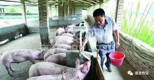 猪发烧了？养殖户千万不要慌！