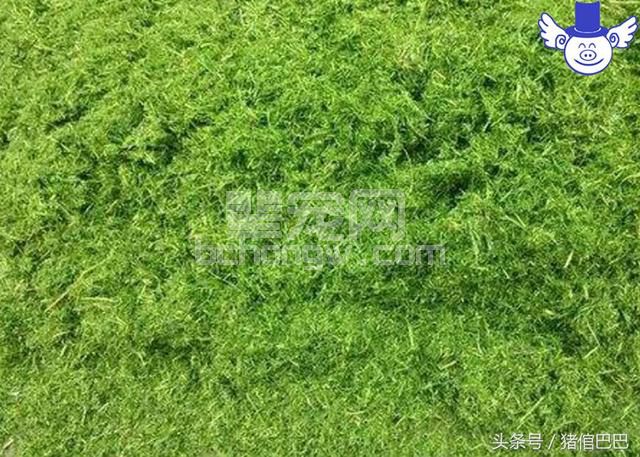 喂猪吃料也是要讲究先后顺序的，顺序错了猪就会长得慢！