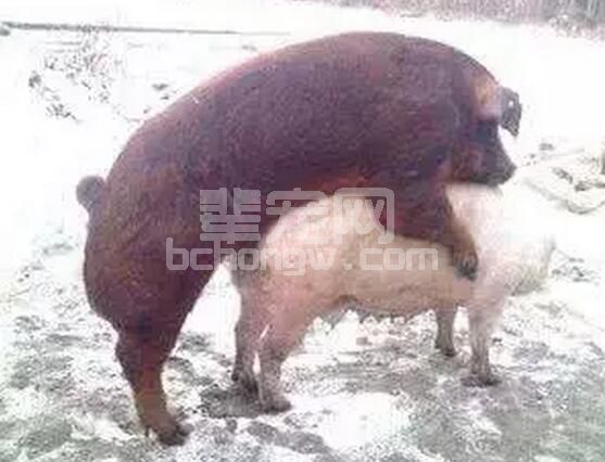 母猪从断奶到配种期间需要哪些特殊照顾？