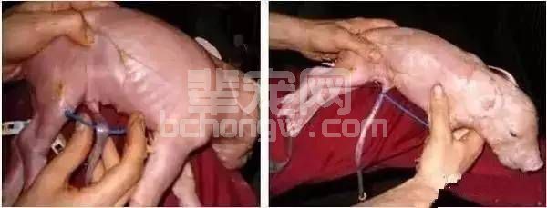 仔猪断脐四大忌！你犯了没？