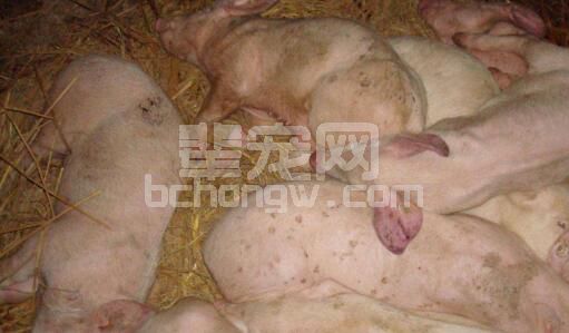 刘德旺养猪杂谈--防治副猪嗜血杆菌病的体会
