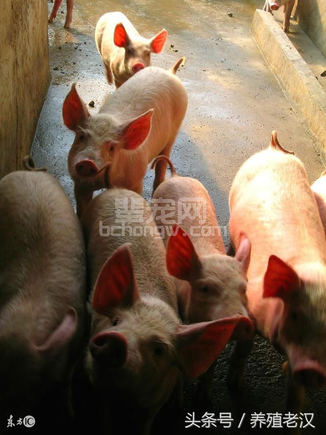 农村养猪：母猪每天该怎么喂料？喂多少才好？