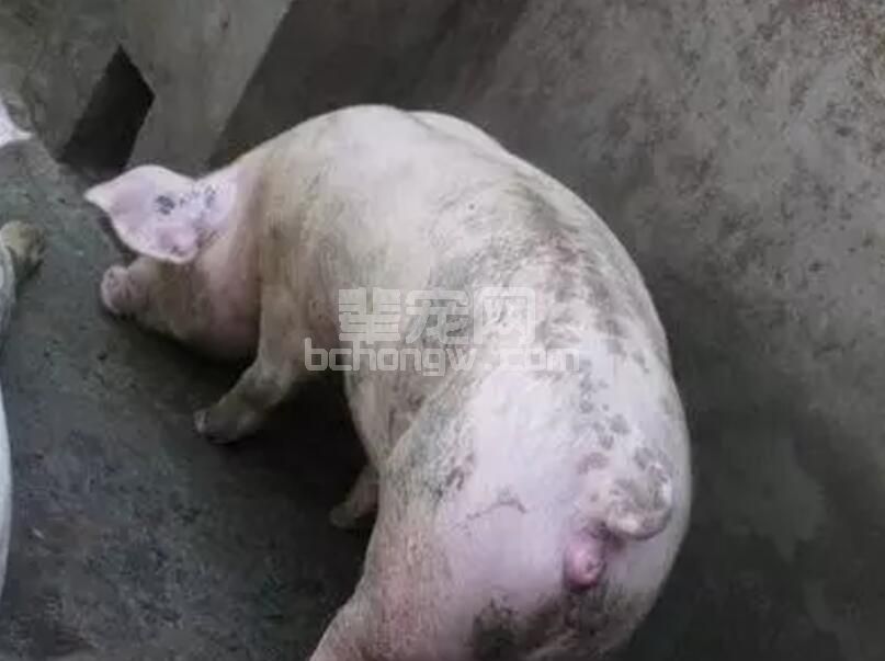 如何有效把握母猪“配种适期”，提高受胎率？