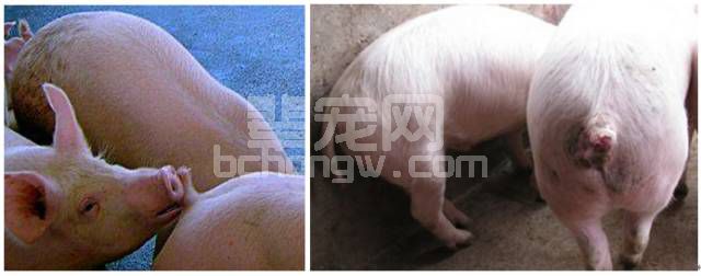 猪咬尾应该怎么做？