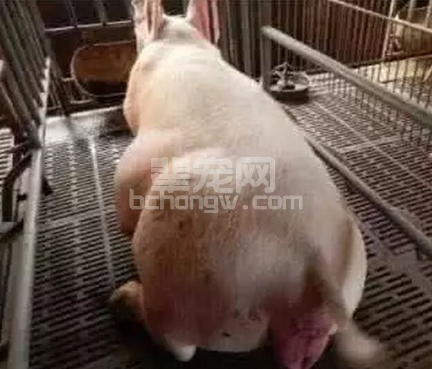 母猪分娩前和断奶前，需要减料？