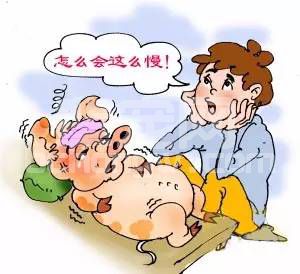 人工助产还是人工助亡？看这位养猪人怎么做！