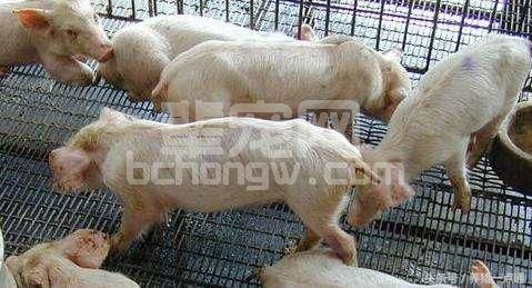养猪一点通--养不好猪的5大表现，你中了几点？