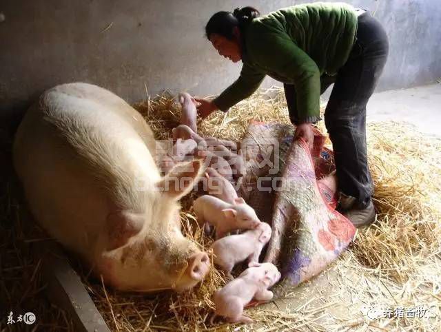 母猪要不要助产，怎么助产？搞清楚六种情况再决定！