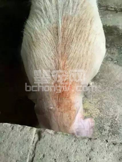 你真的清楚吗？猪皮肤发红发紫是得了什么病？