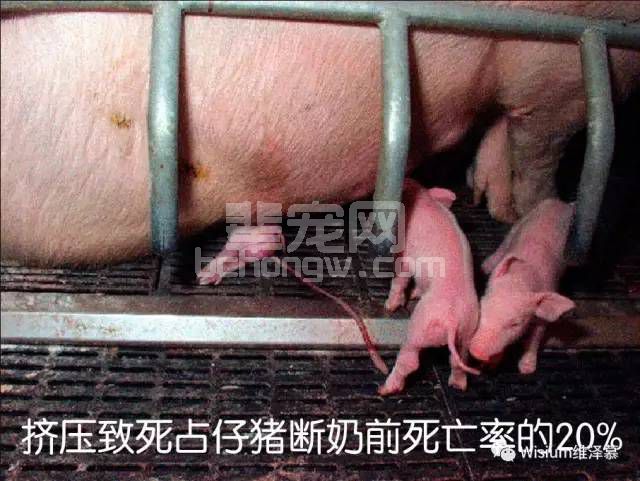 仔猪被压死是产房护理没做到位吗？