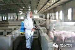 要想养猪赚钱，这些猪场常见错误你一定要改