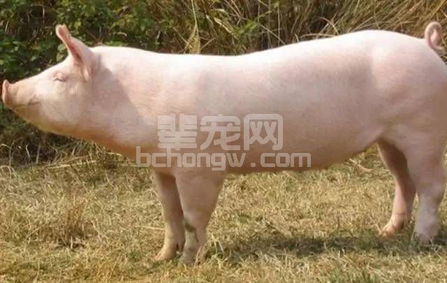 选种是养殖户最容易忽略的问题！