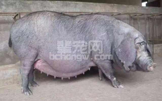 小问题大学问！母猪产后身体掉膘严重怎么办？