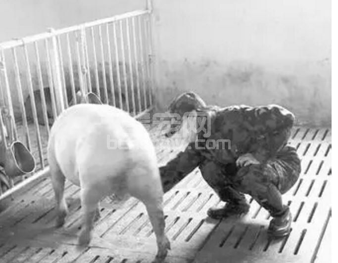 养猪人告诉你如何观察猪群是否健康（中小型养殖户）