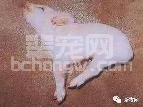 伪狂犬净化难吗？不难，缺的是有效又省钱的方案
