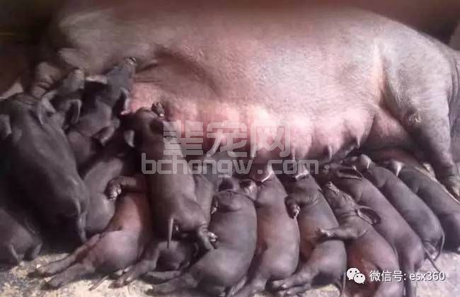养猪场中仔猪总是被母猪压死怎么办？