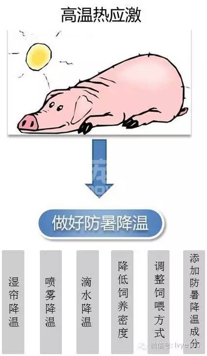 刘进辉教授支招解决夏季猪难养的问题
