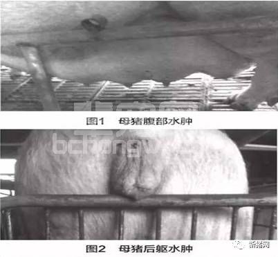 怀孕后期母猪出现水肿不可掉以轻心，早发现少受损！