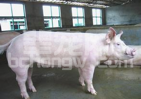 猪群的免疫效果好不好，不是完全取决于疫苗！还要看这个！