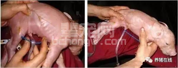 关于仔猪断脐的误区，你注意了吗？