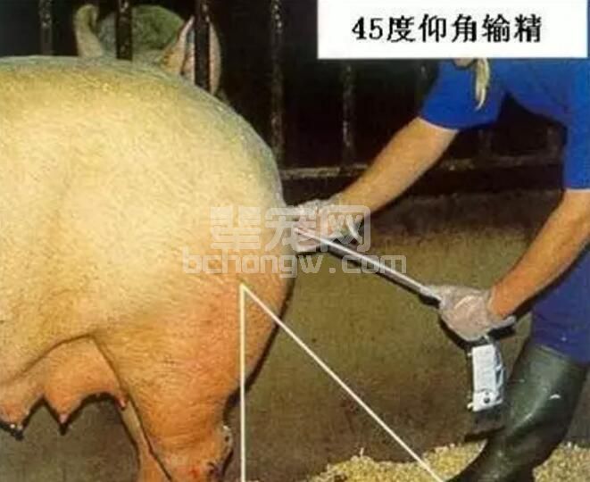 猪场标准化作业流程系列：配种