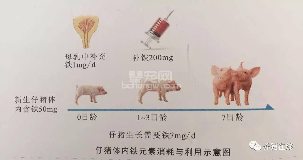 为什么新生仔猪补贴如打疫苗一般重要