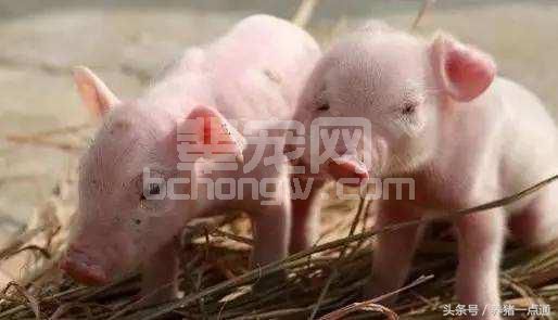 老猪倌预防母猪吃仔猪的4个小技巧，现在收藏还不晚！