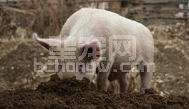 猪为什么喜欢吃土，原因其实很简单！