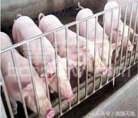 农民学养猪，猪的采食行为（养猪没毛病）