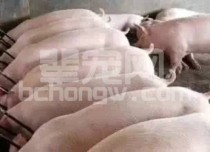 育肥猪怎样饲喂长得快？