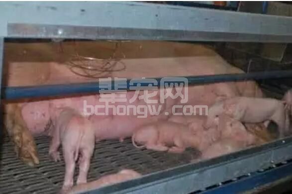 母猪难产时常见的人工助产方法