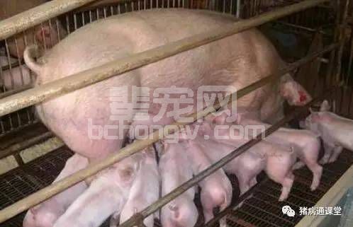 8步，教你做到断奶仔猪零死亡！