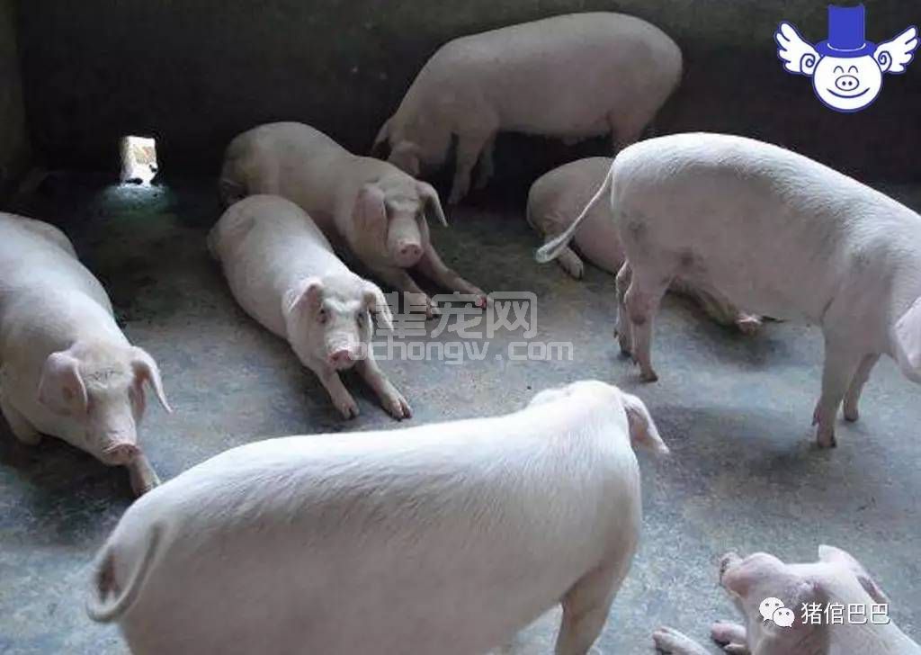 夏季降低猪死亡率的四大措施，少死一头多赚两千块钱！