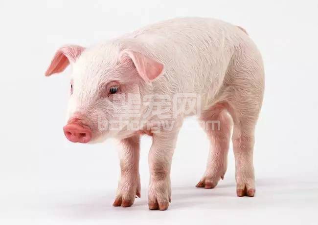 仔猪这样养，长得好，增重快！快试试！