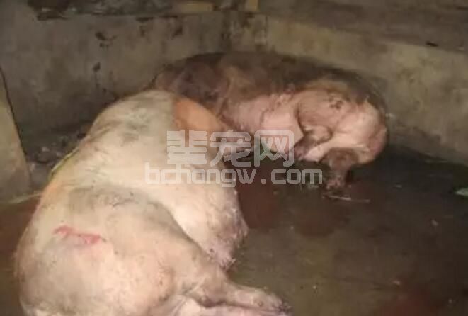 母猪妊娠阶段一餐饲喂的关键点