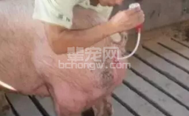 提高母猪受胎率和增加胚胎数量有何秘诀？母猪最佳配种时间分享