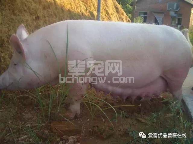 如何避免怀孕母猪出现不吃食现象？母猪饲养管理你做对了吗