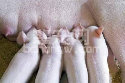 增加母猪最佳配种时间的秘诀分享