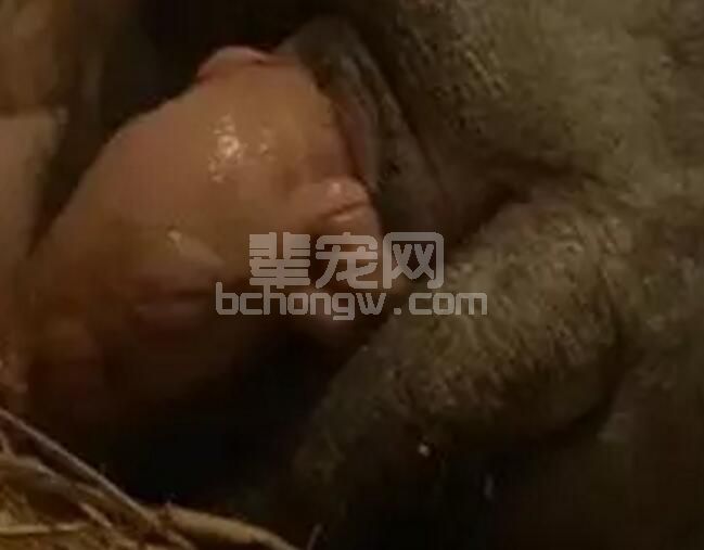 哪些原因能造成母猪难产你知道吗？