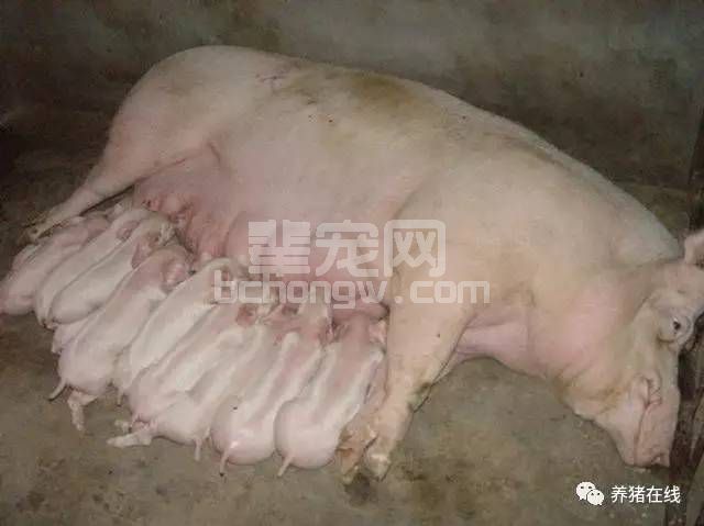 炎热夏季，如何才能让你的母猪顺利度过妊娠期！