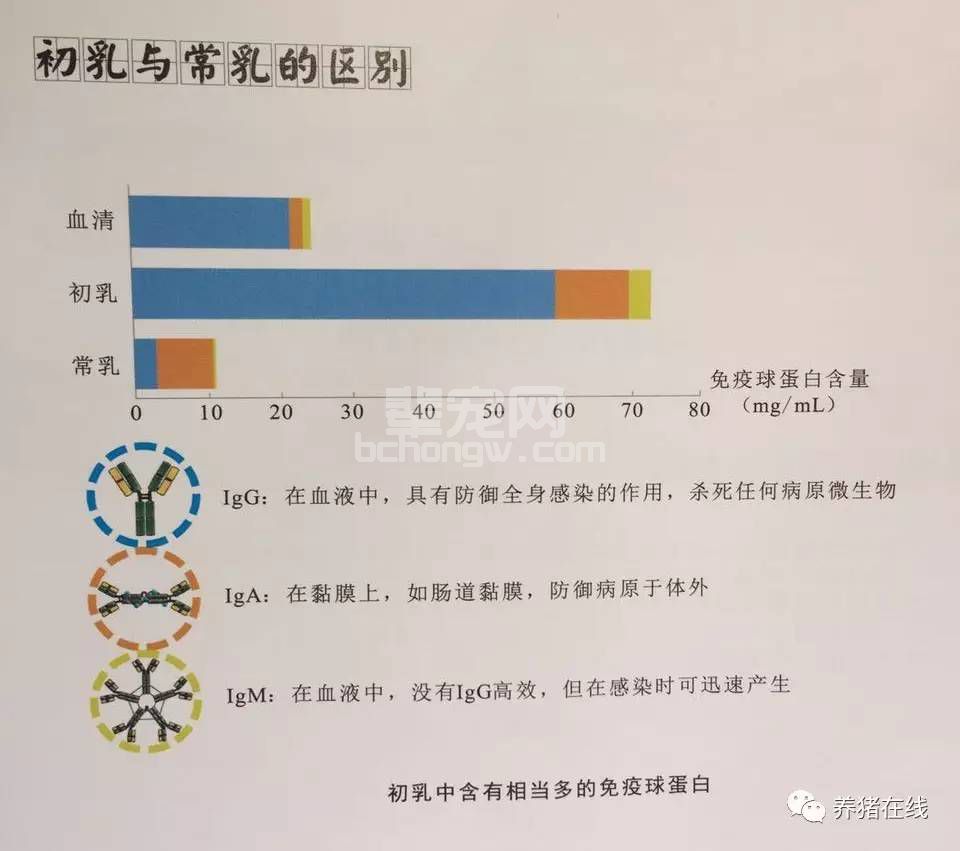 看似简单的“初乳” 原来这么重要
