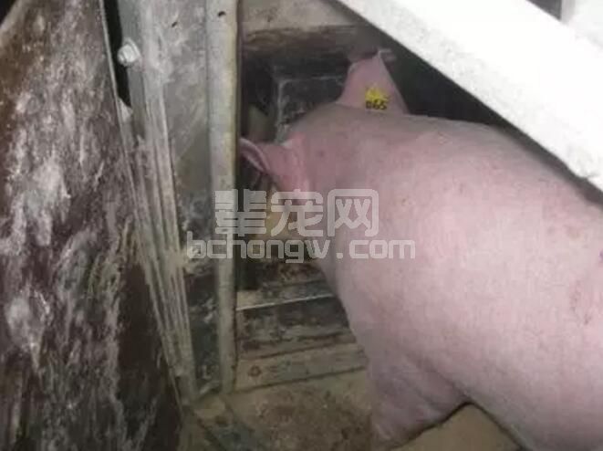 母猪返情了，竟然是因为... ...