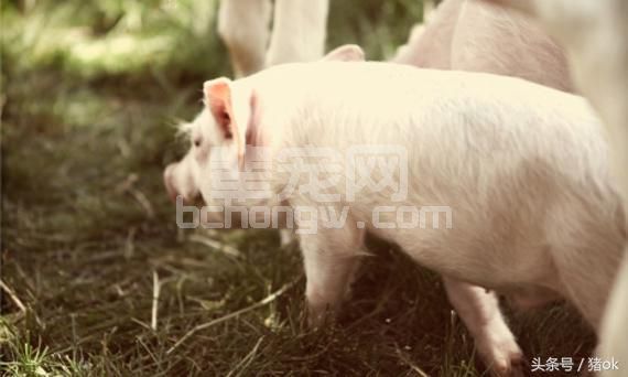 沼液喂猪 生猪爱吃贪睡长得快！沼液喂猪要注意些什么？