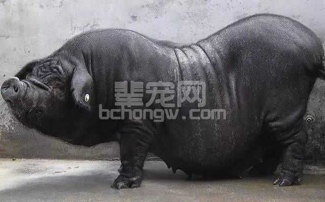 天气太热妊娠母猪便秘不食，后面事更大