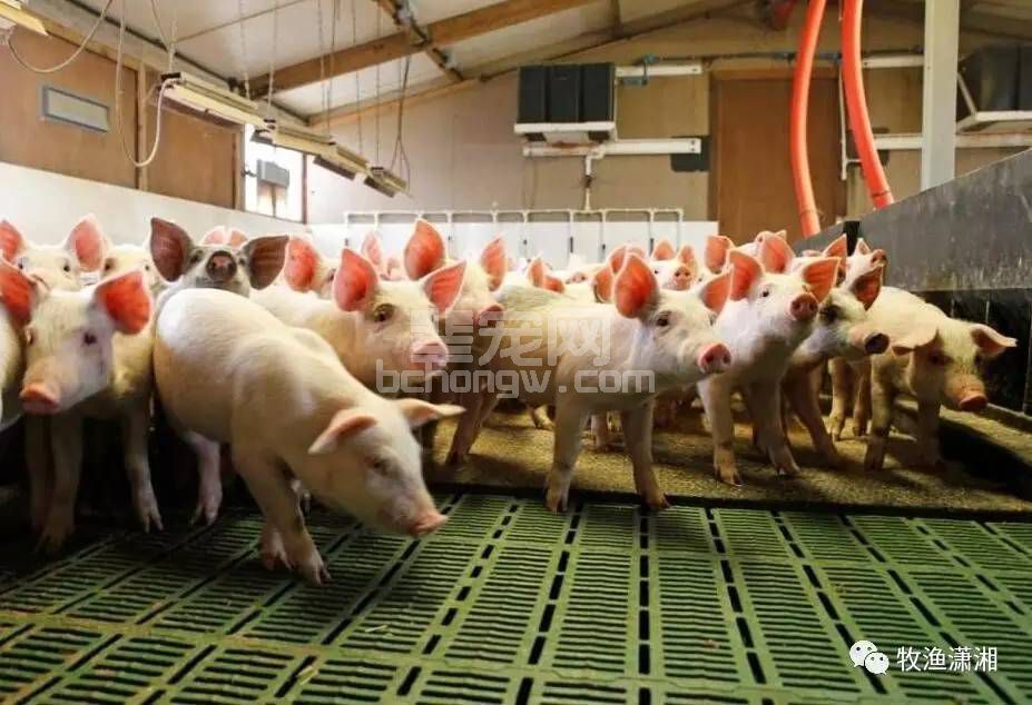 【养殖技术】高温天气生猪管理方法