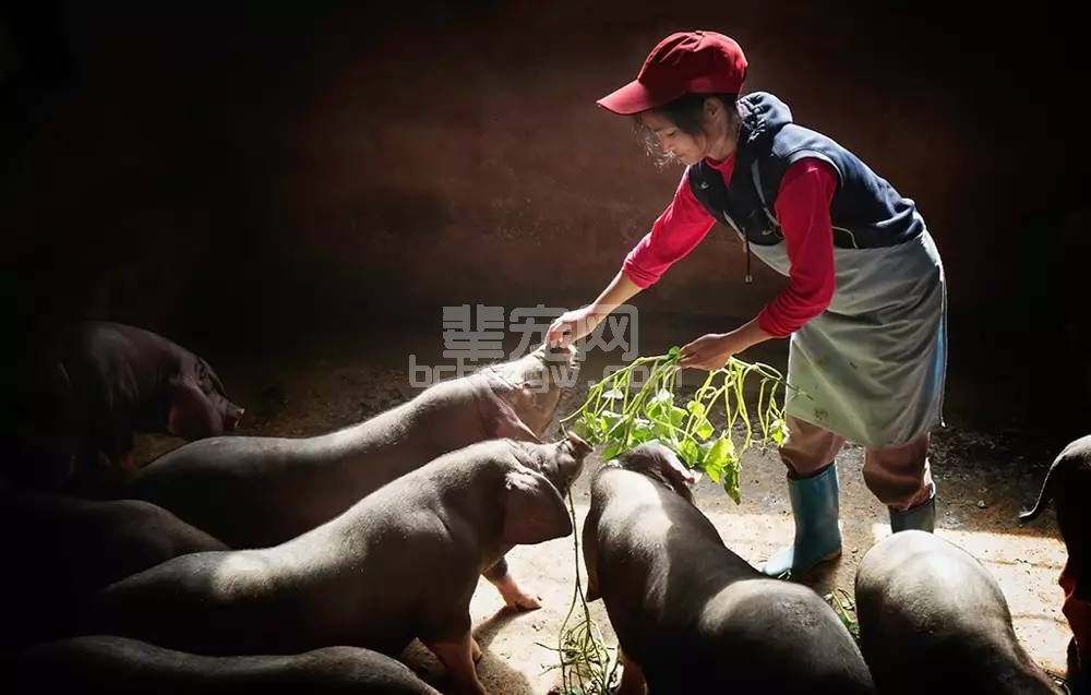 养猪能人有话说：养猪用九招，盛夏不掉膘！