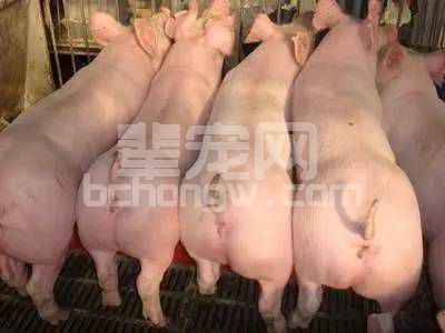 猪不喜食？多喂这几种蔬菜，不仅排毒还增强食欲！